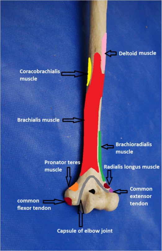 Humerus - Anatomy of The Upper Limb