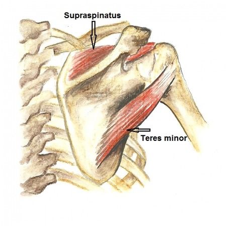 Shoulder Girdle - Anatomy of The Upper Limb