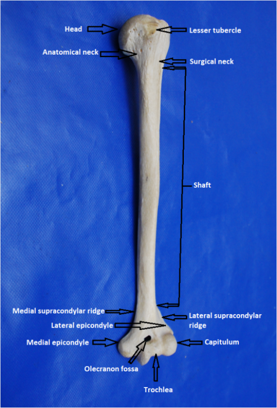 Humerus - Anatomy of The Upper Limb